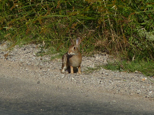 Sylvilagus floridanus - Ellera di Corciano (PG)